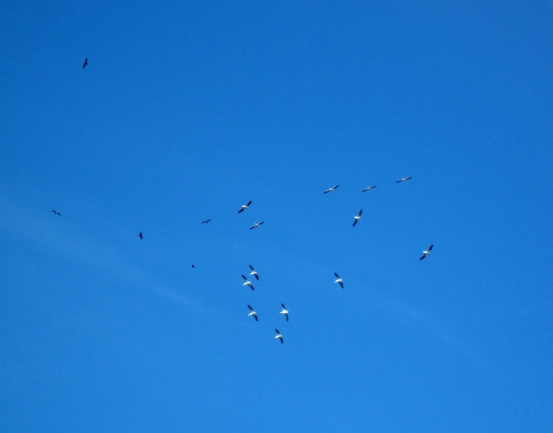 Wood Storks Over Sanibel Island